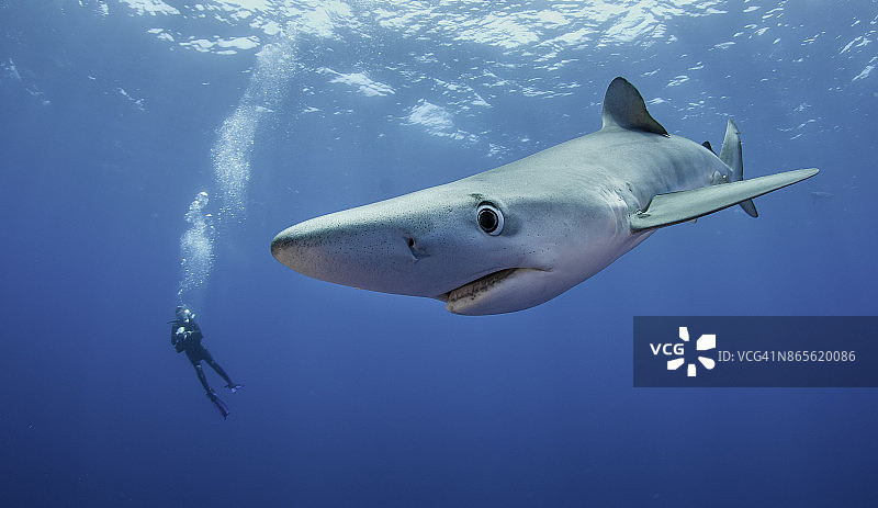 在被称为“亚速尔群岛”的潜水点附近，蓝鲨在蓝色的水里游泳，葡萄牙亚速尔群岛。图片素材