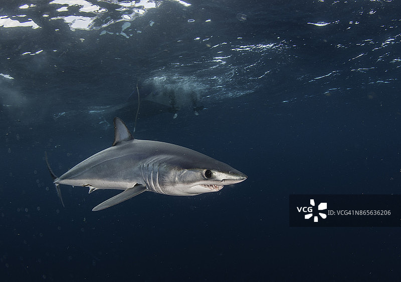 短鳍灰鲭鲨在南非西开普附近的蓝色水域附近游泳。图片素材