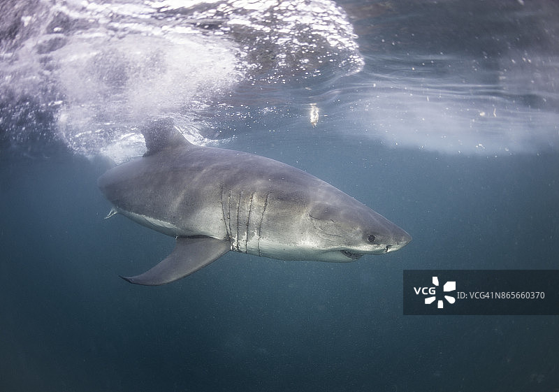 南非开普敦，福斯湾，大白鲨在水面游动。图片素材