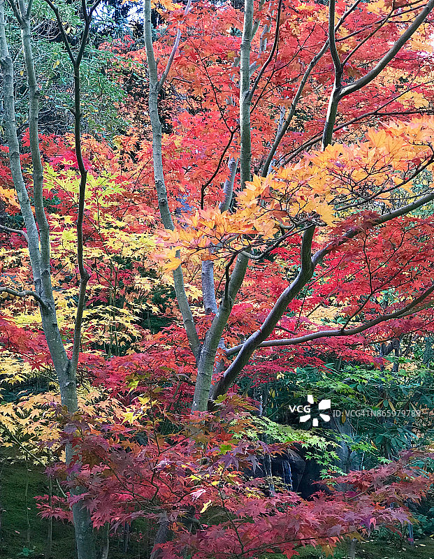 秋天的日本枫树，西雅图图片素材