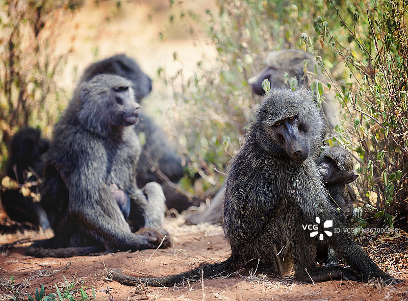 肯尼亚桑布鲁的狒狒群图片素材