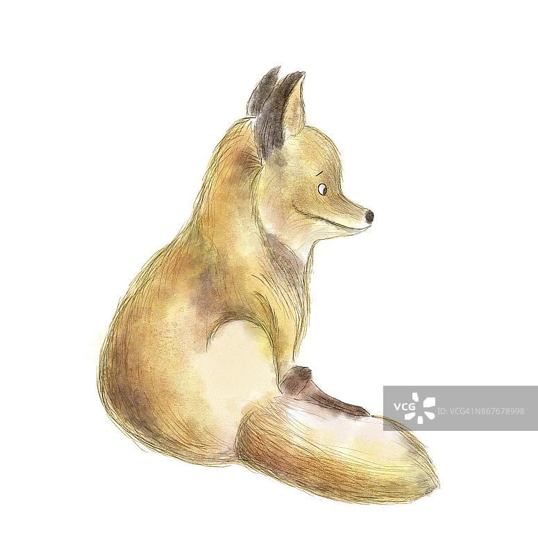 可爱的狐狸，水彩插图孤立在白色的背景。图片素材