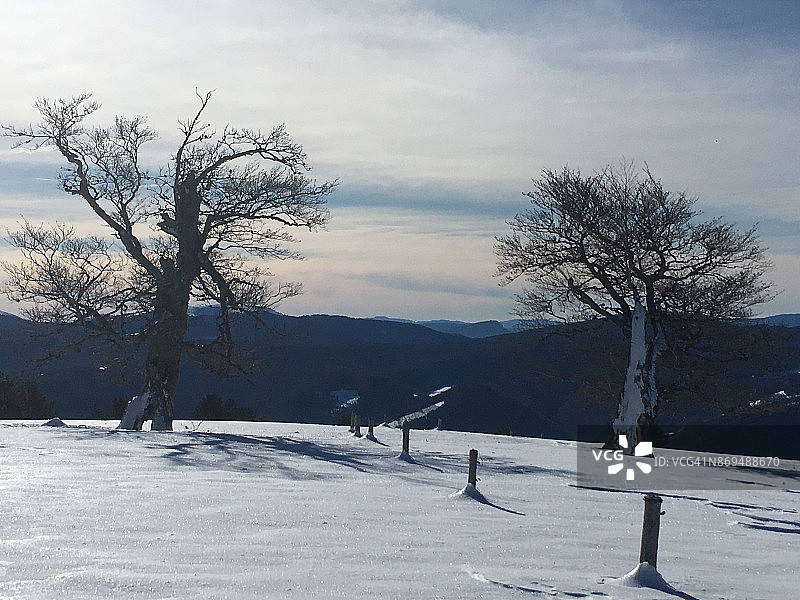 阿卜迪北欧滑雪胜地(纳瓦拉)的孤独树木图片素材