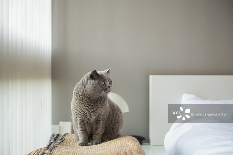 英国短毛猫坐在地毯上靠近白色的床和百叶窗图片素材