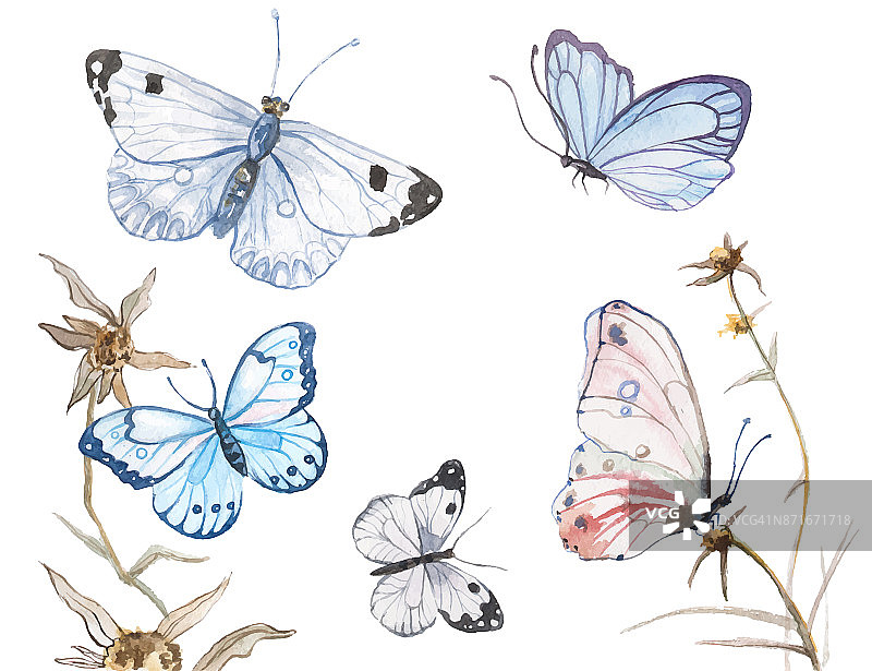 水彩蝴蝶插图图片素材
