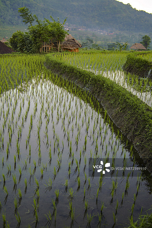 印度尼西亚巴厘岛塞德门山谷的稻田。图片素材