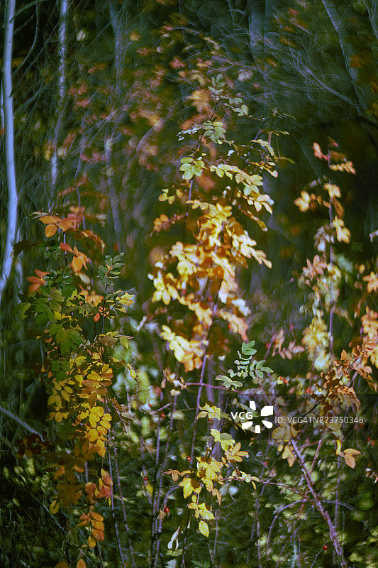 林地中的秋天植物/树叶图片素材