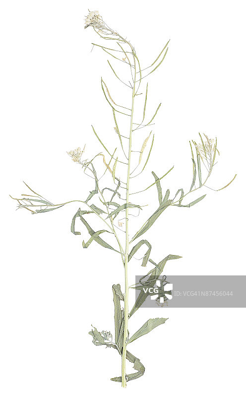 白色背景下的植物特写镜头图片素材