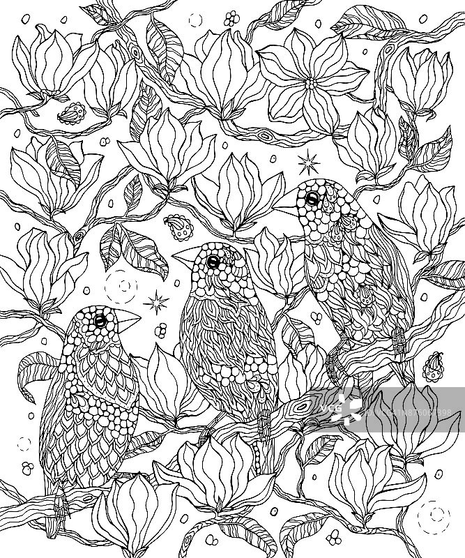 鸟和花的涂色页。Gouldian雀图片素材