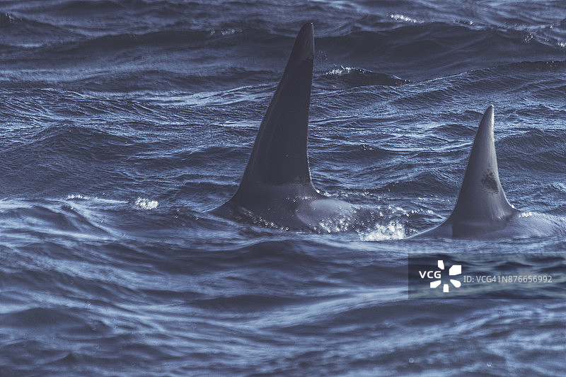挪威海的野生虎鲸图片素材