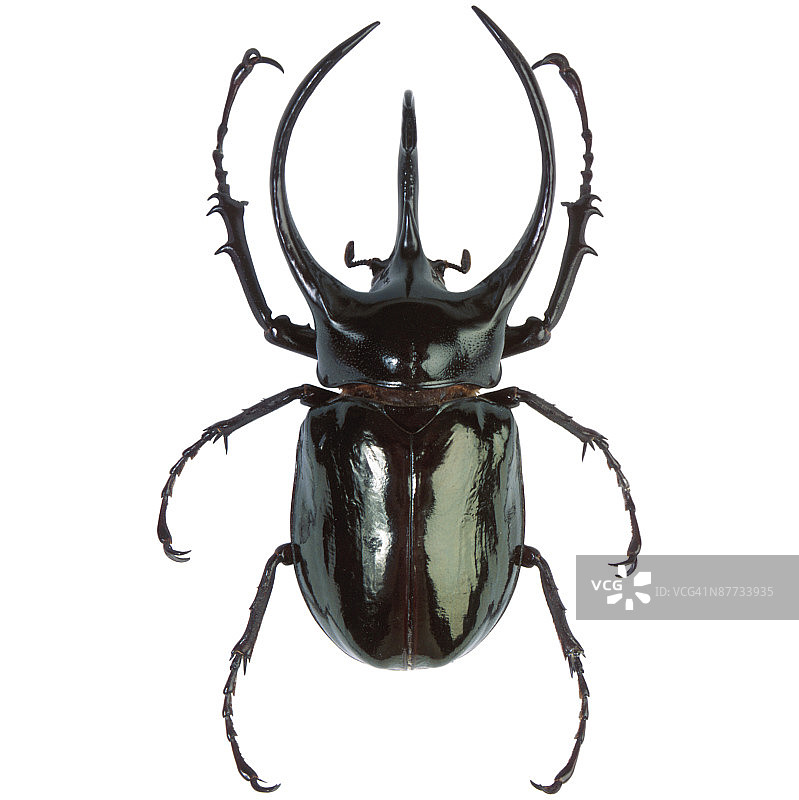 白色背景下的甲虫特写镜头图片素材