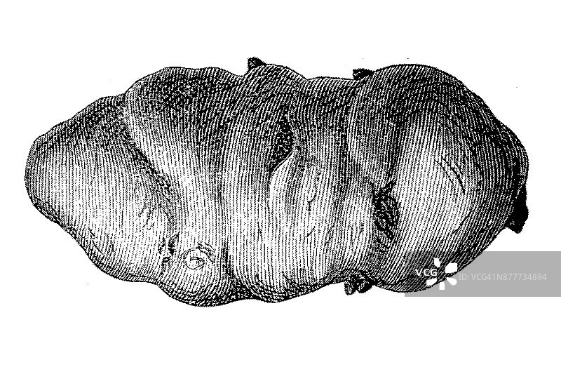 土豆(茄属植物tuberosum)图片素材