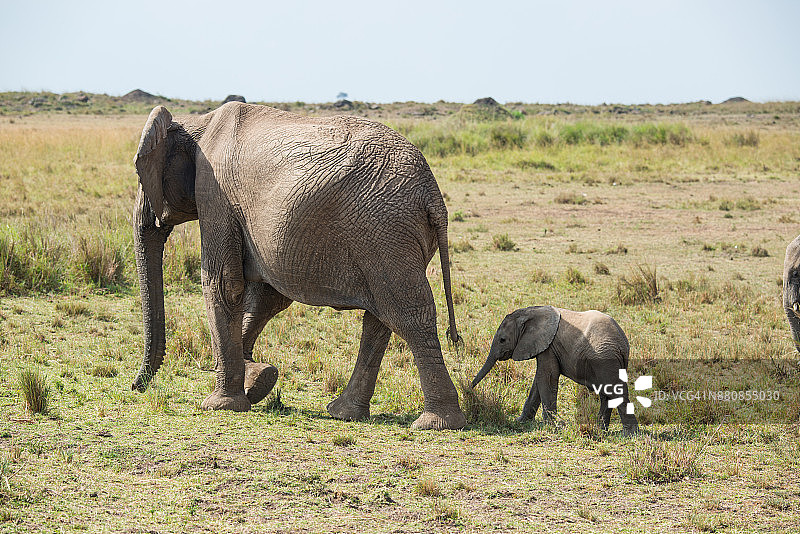 草原上的非洲象家族图片素材