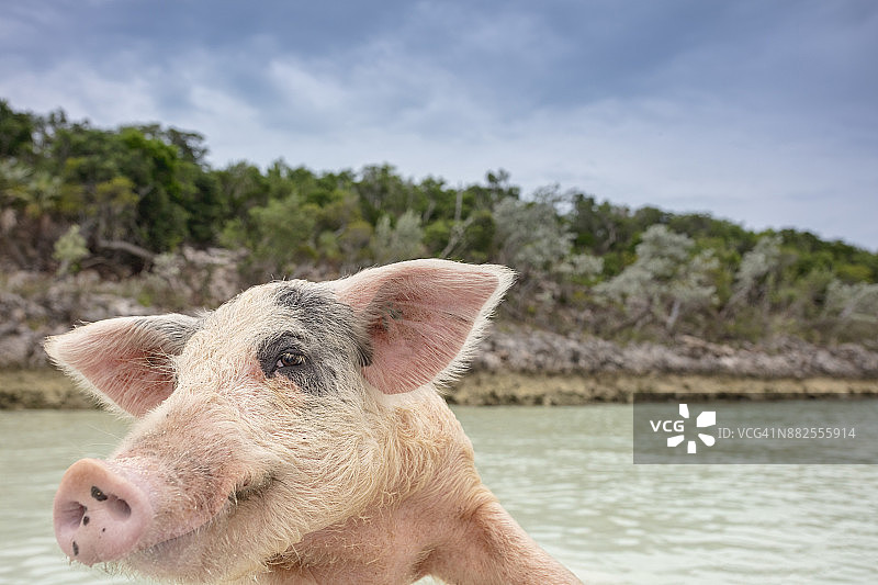 在巴哈马无人居住的猪岛上，埃克苏马的游泳野猪。图片素材