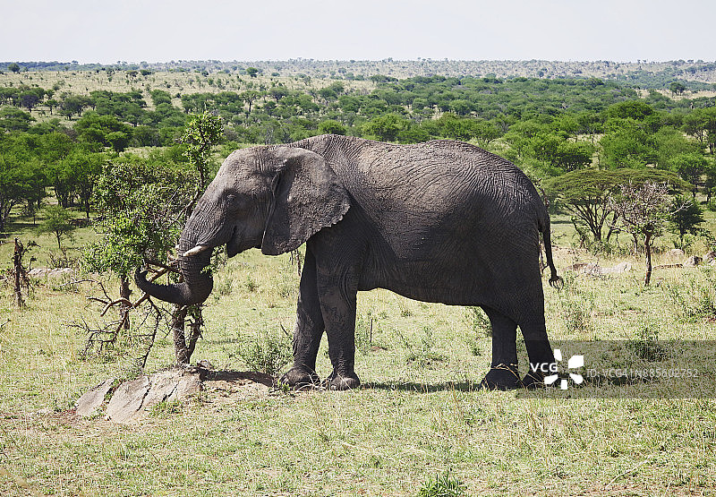 坦桑尼亚塞伦盖蒂国家公园，大象在森林里吃草图片素材
