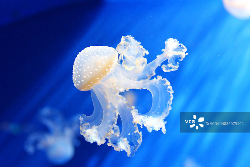 白色斑点水母-水母图片素材