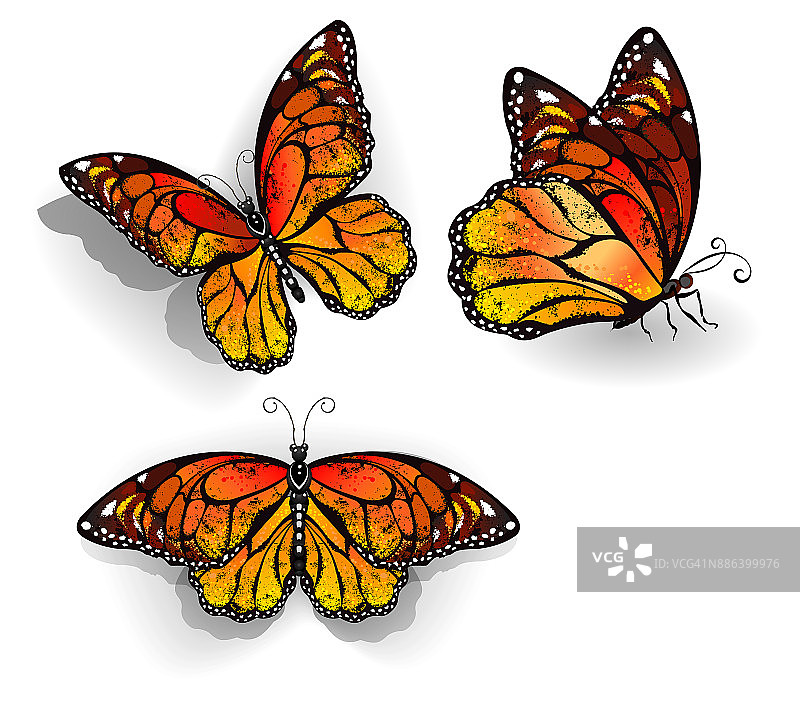 一组橙色的蝴蝶帝王蝶图片素材