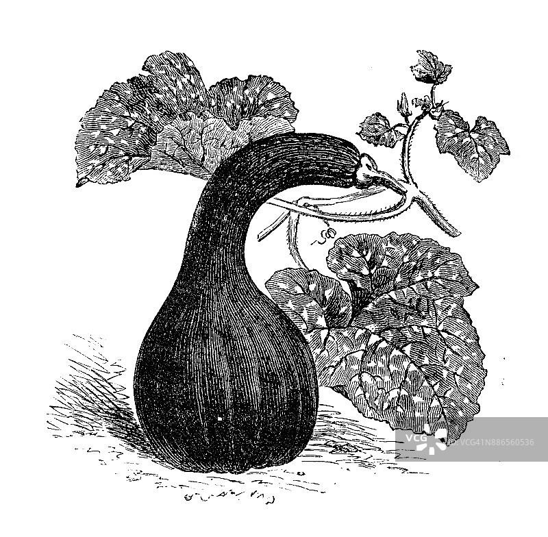 植物学蔬菜植物仿古雕刻插图:加拿大弯颈南瓜图片素材