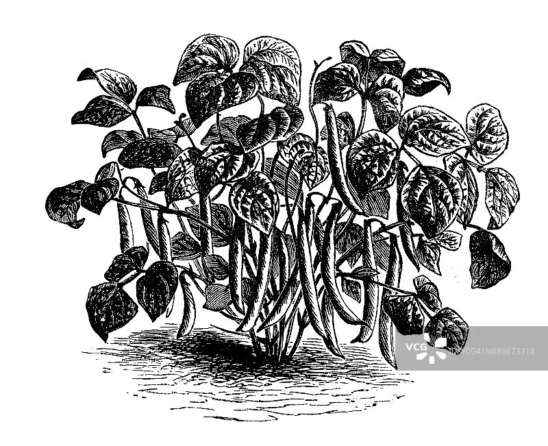 植物、蔬菜、植物仿古雕刻插图:豆图片素材