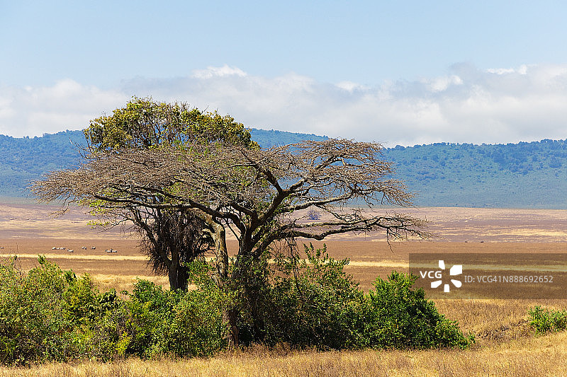 非洲大草原上的树木。恩戈罗恩戈罗保护区图片素材