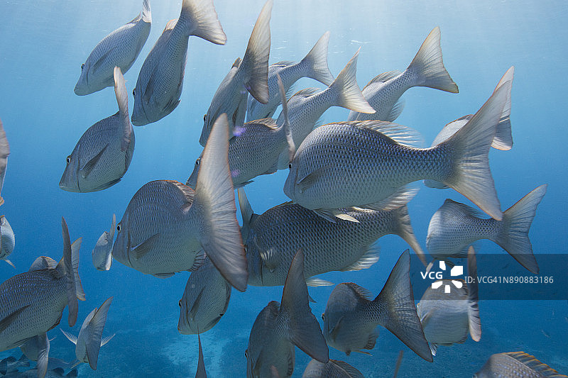 鱼群在水下游泳，艾略特夫人岛，澳大利亚昆士兰图片素材