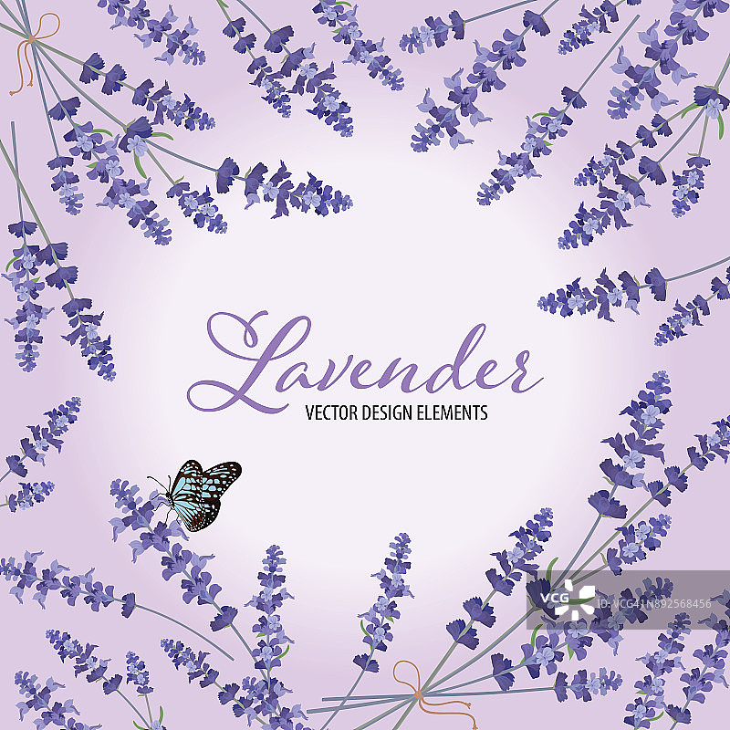 花框架与秋天薰衣草花与蝴蝶在紫罗兰的背景。图片素材