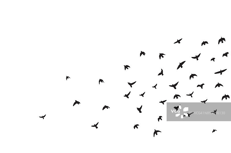 一群会飞的鸟图片素材