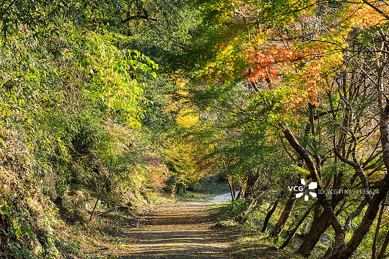 这条隧道是在日本的秋天用树木建造的图片素材
