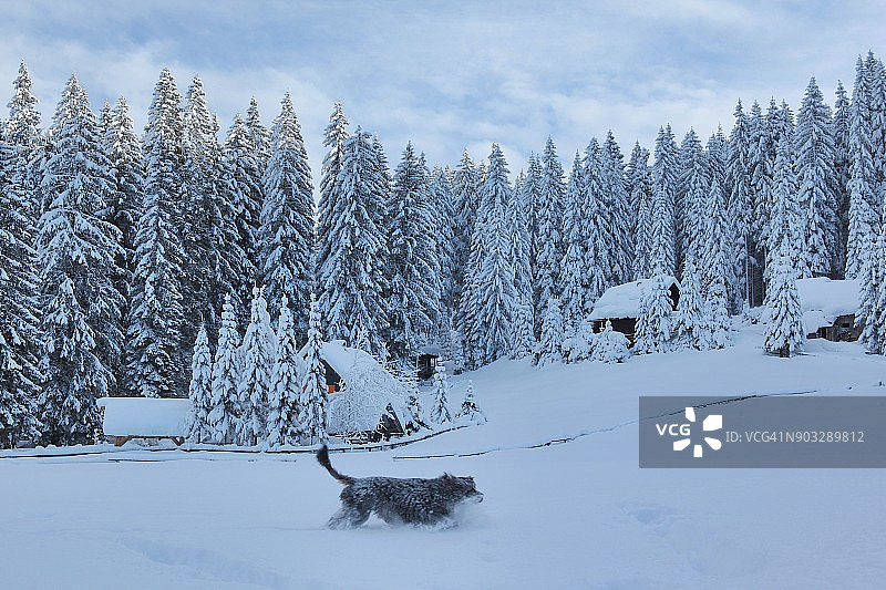 狗喜欢冬天，快乐地在山顶的新雪上奔跑。图片素材