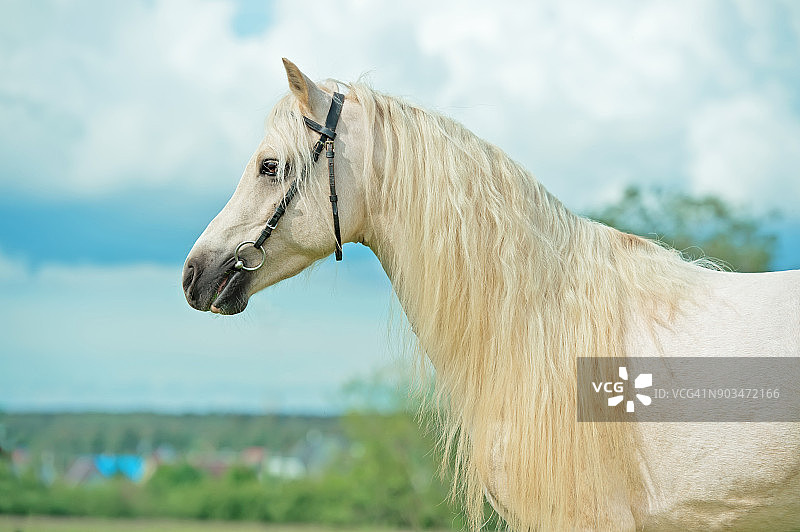 在天空背景下有长鬃毛的威尔士小马驹奶油色种马的肖像图片素材