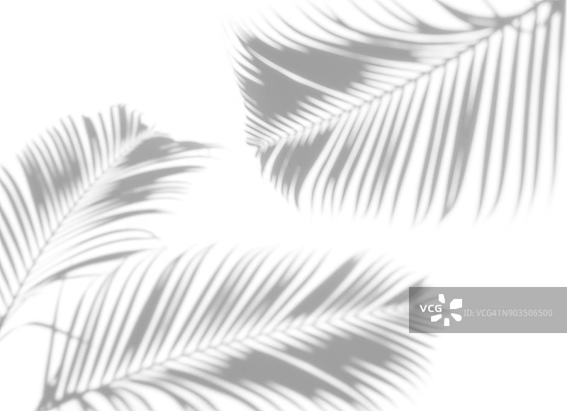 阴影摘要棕榈叶在白色的背景。图片素材