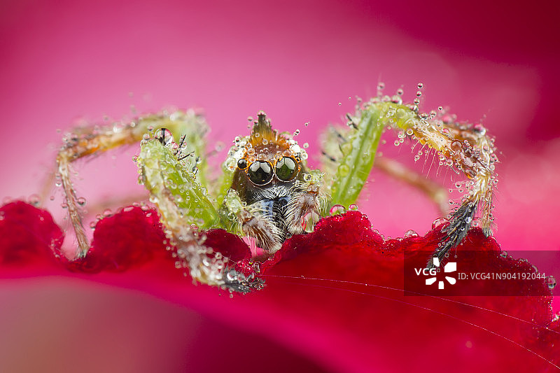 蜘蛛在花上的特写图片素材