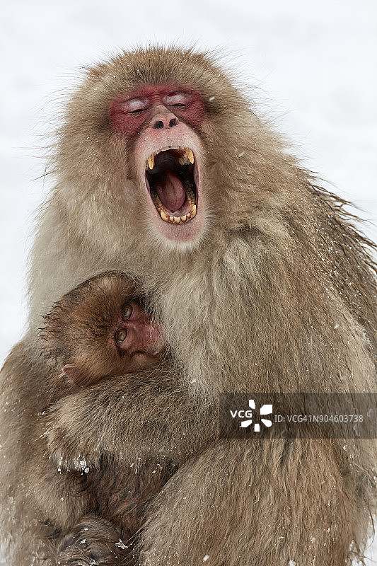 日本猕猴，褐尾猕猴，妈妈和小雪猴挤在一起，成年猴子的嘴张得大大的。图片素材