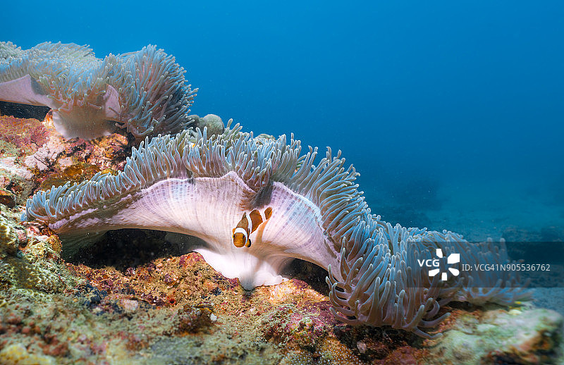 美丽海葵中可爱的西方小丑鱼(Amphiprion ocellaris)的水下图像图片素材