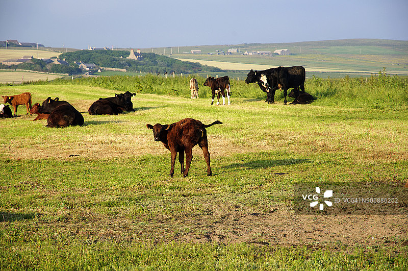 牛在田野里吃草图片素材