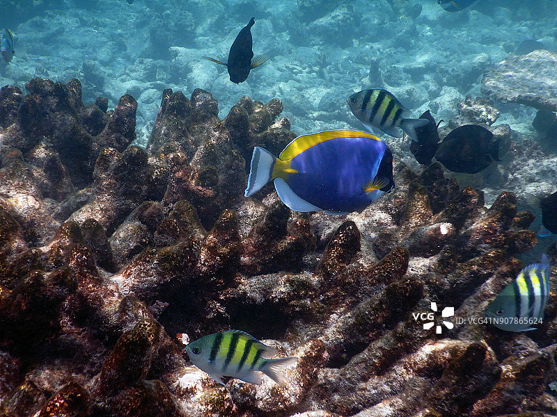 粉蓝色热带鱼和小热带鱼(白尾棘鱼和沙耳棘鱼)图片素材