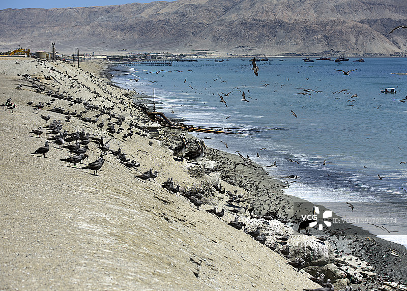 一群黑色海鸥和鹈鹕在Mejillones海滩，智利图片素材