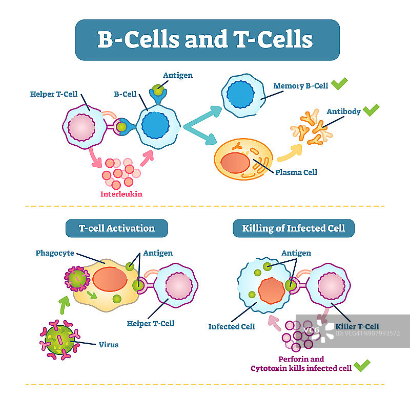 b细胞和t细胞原理图，矢量图。图片素材