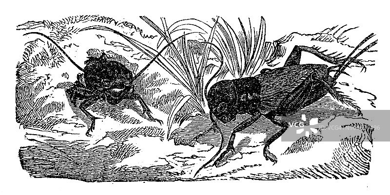 古董动物插图:蟋蟀图片素材