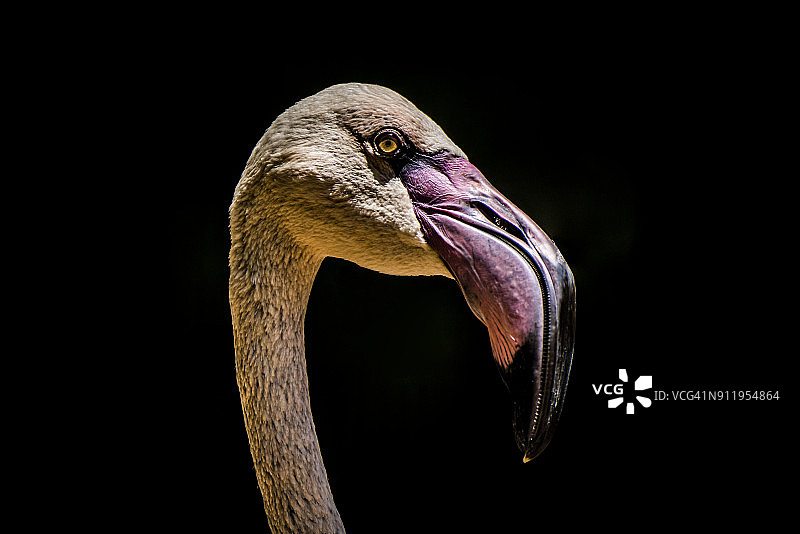 智利火烈鸟(智利腓龙鸟)头对着黑色背景的特写图片素材