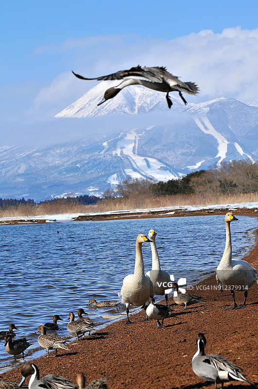 日本北部的冬季(稻川湖、万代山和候鸟)图片素材