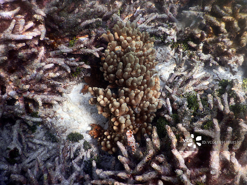 Sinularia软珊瑚图片素材