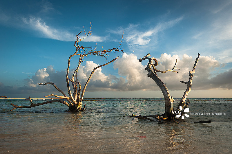 阿鲁巴婴儿海滩水中的老树图片素材