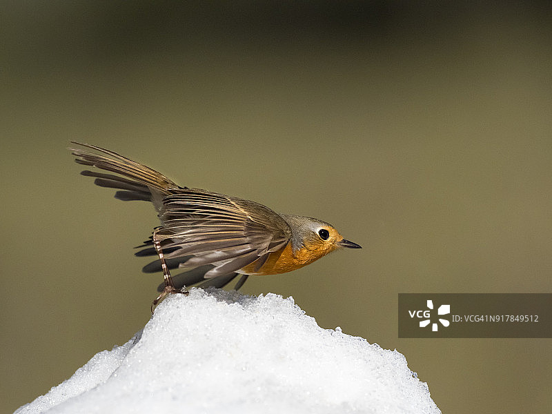 特写的知更鸟(Erithacus rubecula)，在冬天的雪地上，张开翅膀运动着出去飞翔。西班牙、欧洲。图片素材