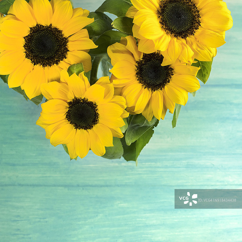 黄色的向日葵带有绿色的叶子，质地轻盈图片素材
