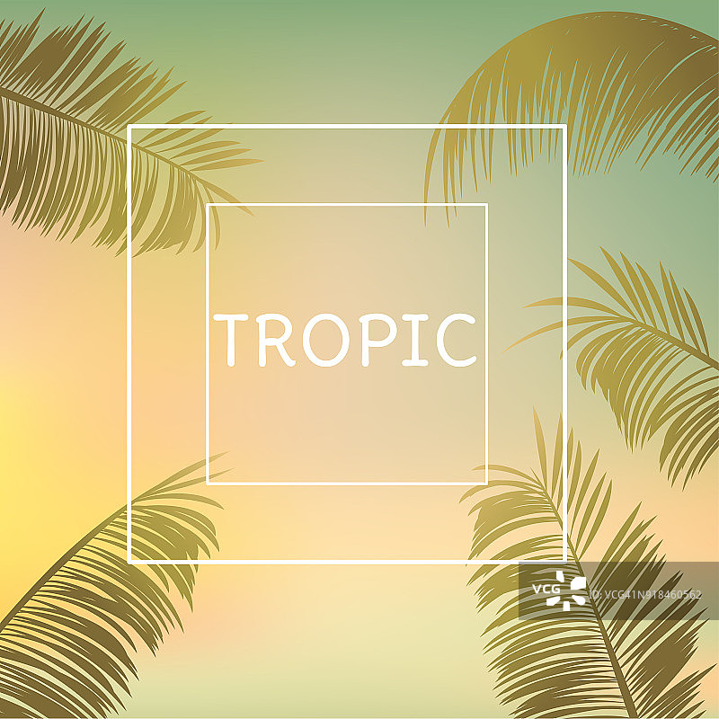 热带的背景。天空。棕榈叶。矢量插图。图片素材