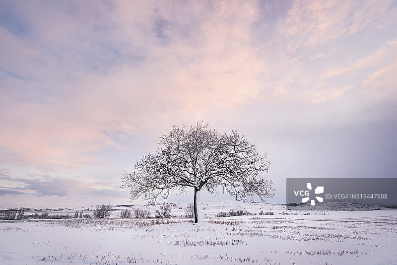 西班牙，冬季日落景观与单一光秃秃的树图片素材