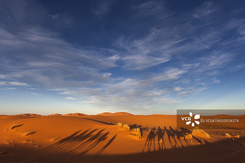 骆驼商队在摩洛哥撒哈拉沙漠和两个贝都因人行走在阳光明媚的沙漠中间图片素材