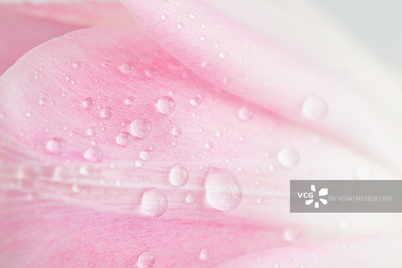精致的粉红色郁金香花瓣与水滴的特写镜头图片素材