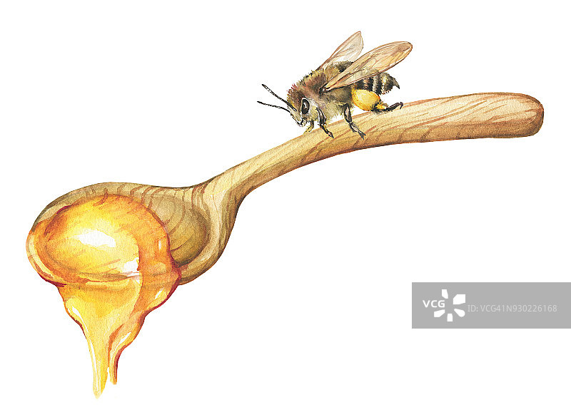 蜜蜂和天然花卉新鲜蜂蜜放在木勺上。水彩手绘插图孤立的白色背景。图片素材